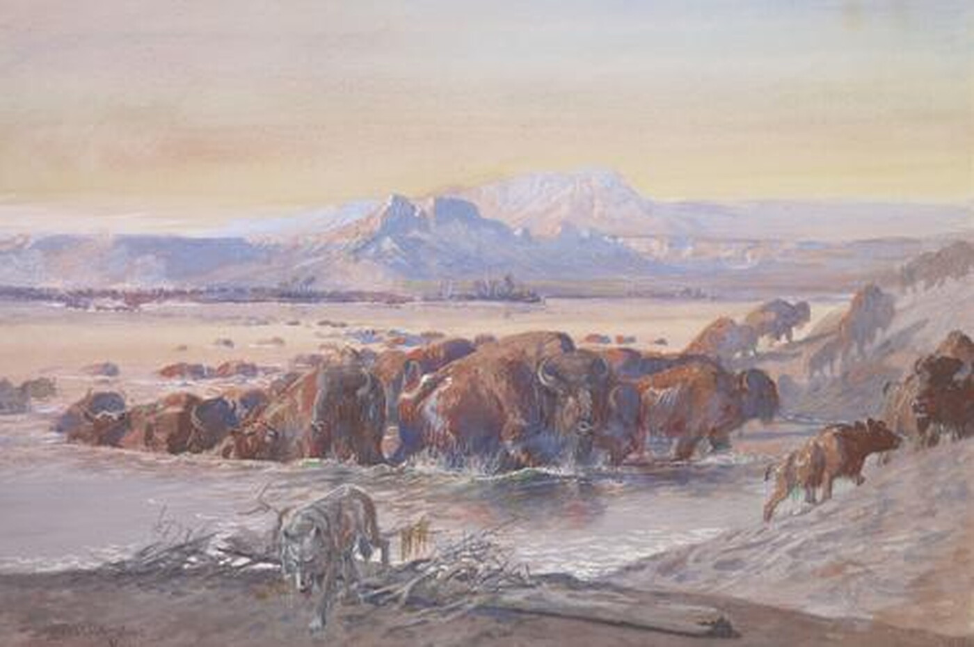 A watercolor painting of a herd of bison crossing a river and a coyote walking out of the water toward the viewer.